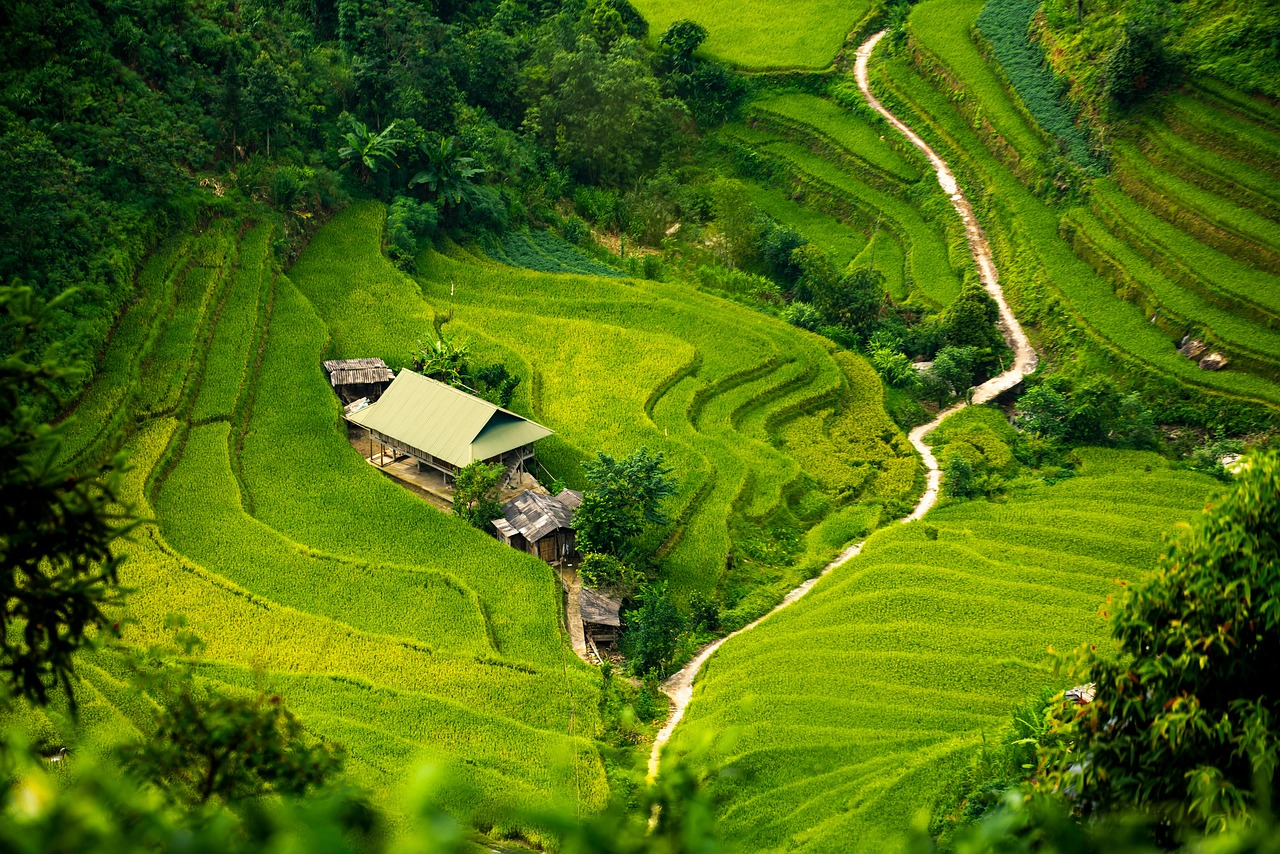 apartment, curve, path, step, paddy field, nature, oasis, isolation, tree
