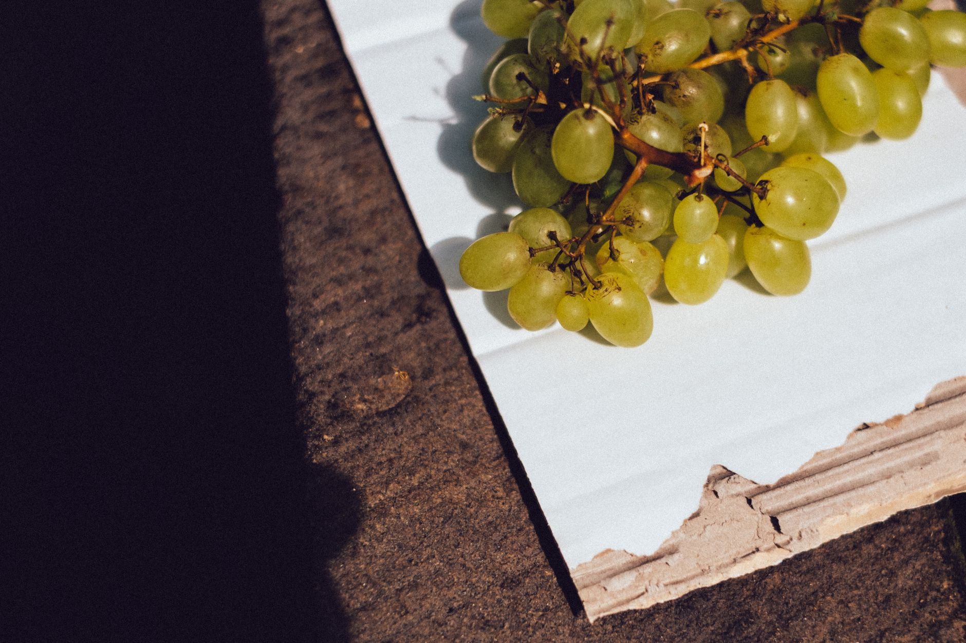 Produção de uvas no Vale do São Francisco