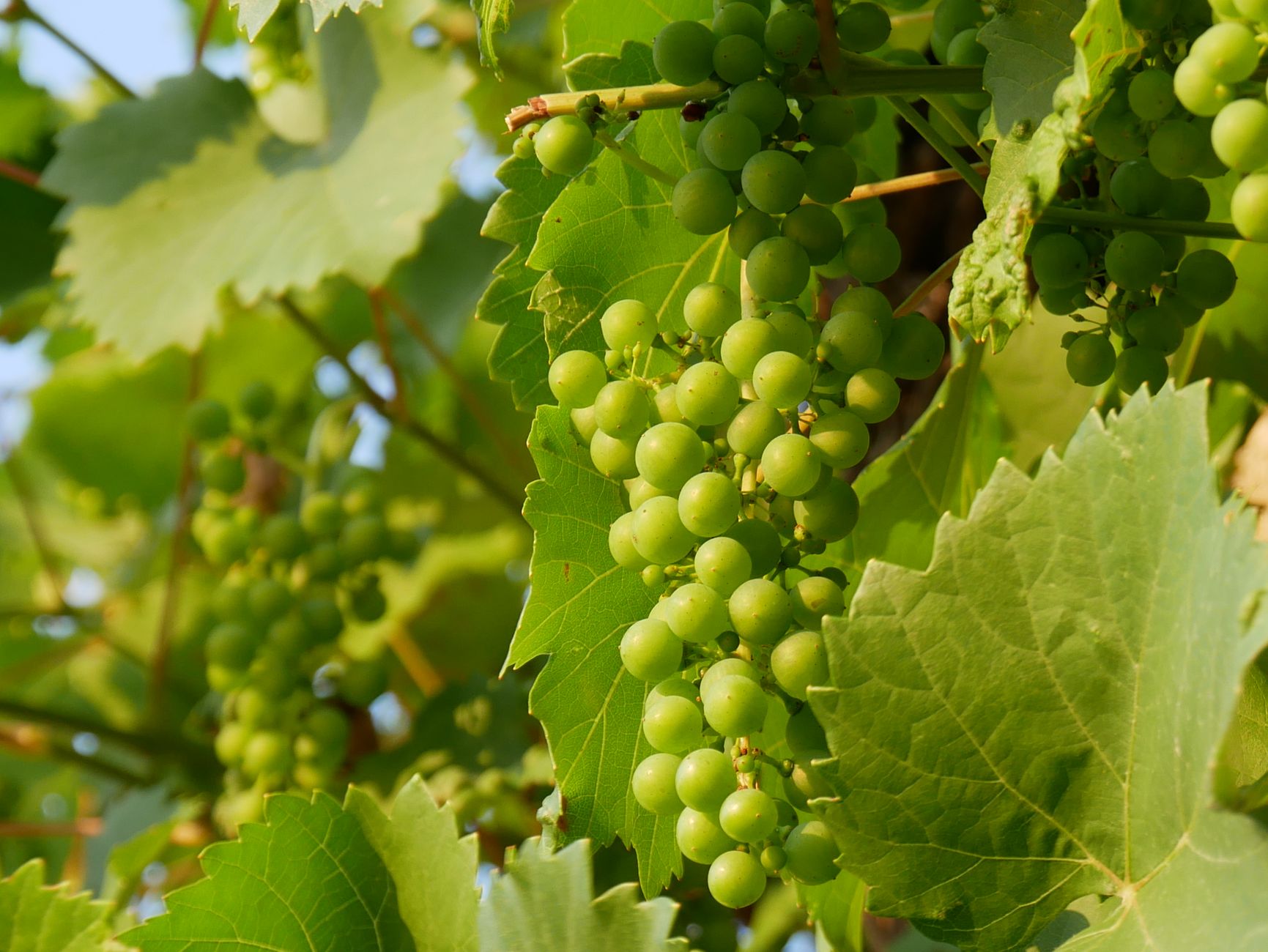 Produção de uvas no Vale do São Francisco com tecnologia
