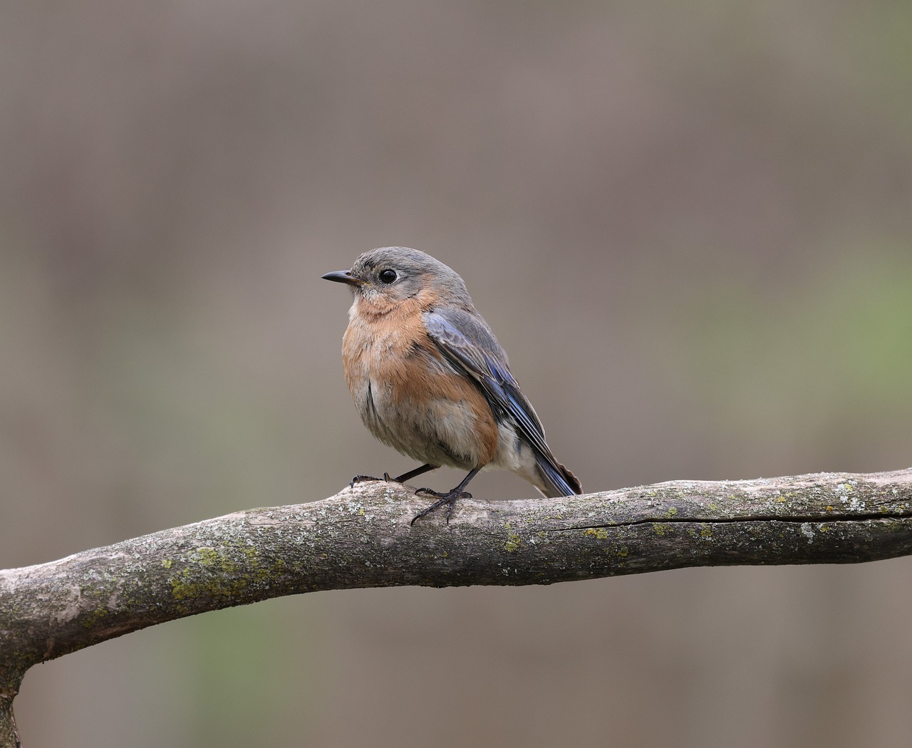 blue bird, nature, bird, wildlife, perched, indianapolis, avian