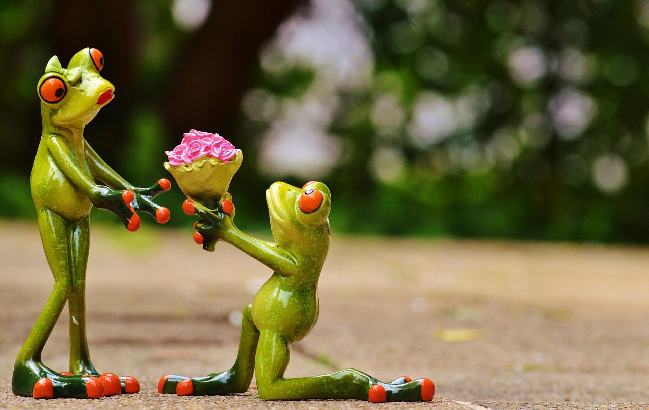 i beg your pardon, marriage proposal, excuse me, frog, cute, fun, flower, kneel down, gift, congratulation, nature, affection, love, valentine's day, flower wallpaper, roses, flower background, beautiful flowers, pardon