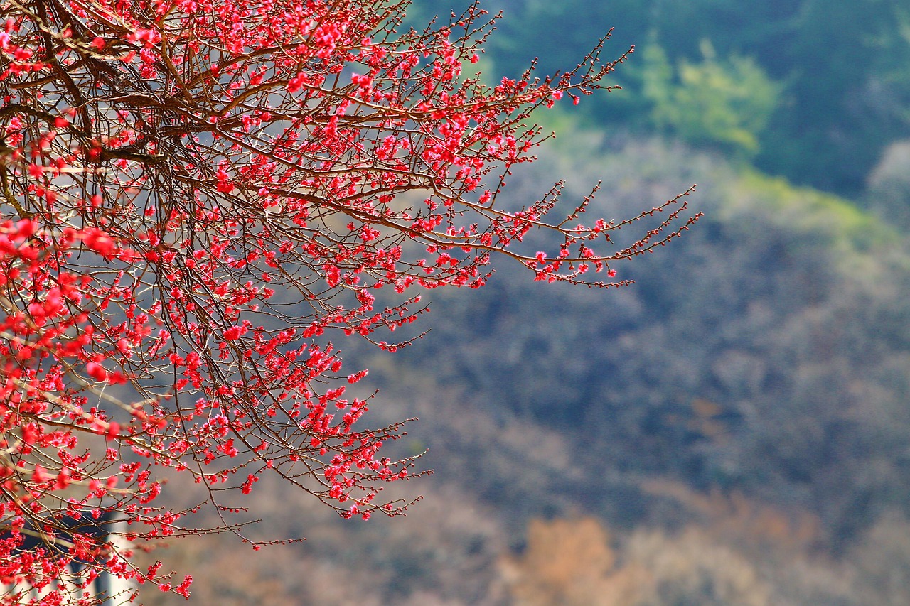 mixed sales call, korea, hwaeomsa temple, gurye, section