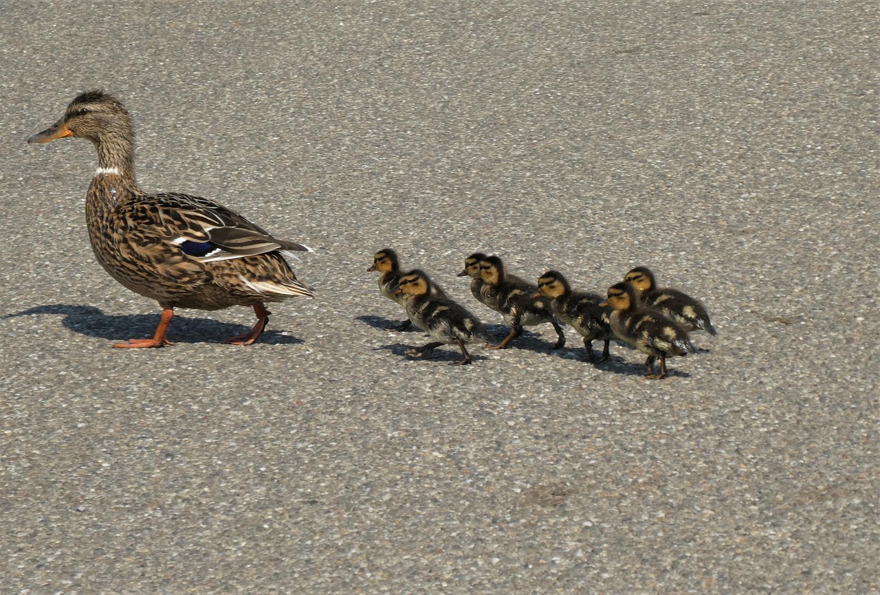 ducklings, chicks, cute, duck, jugs, water, nature, small, fluffy, birds, mother, family, swimming, the man explained that, animal world, waterfowl