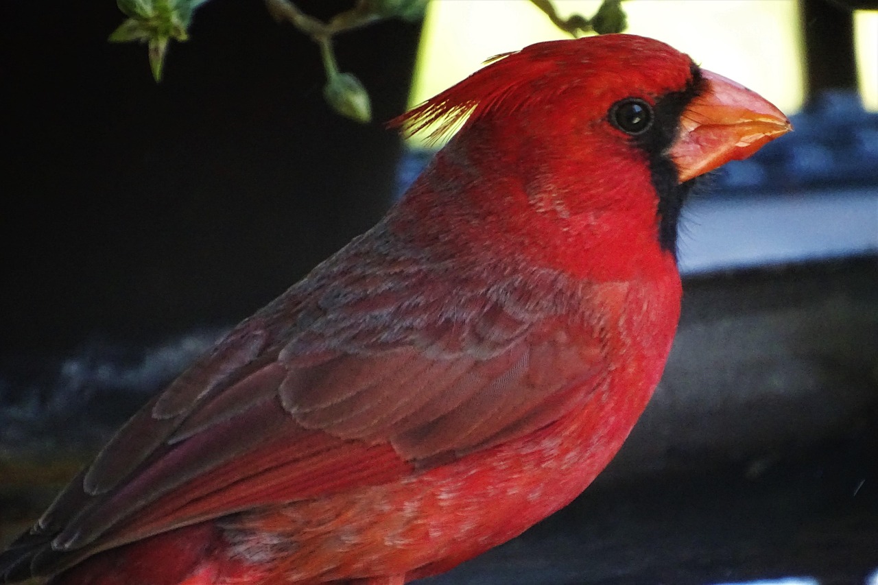 male, cardinal, tucson, cardinal, cardinal, cardinal, cardinal, cardinal, tucson, tucson