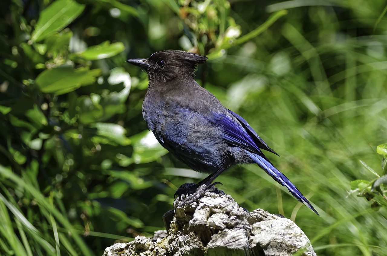 stellar jay, dorthy roi, tofino, stellar jay, stellar jay, stellar jay, stellar jay, stellar jay