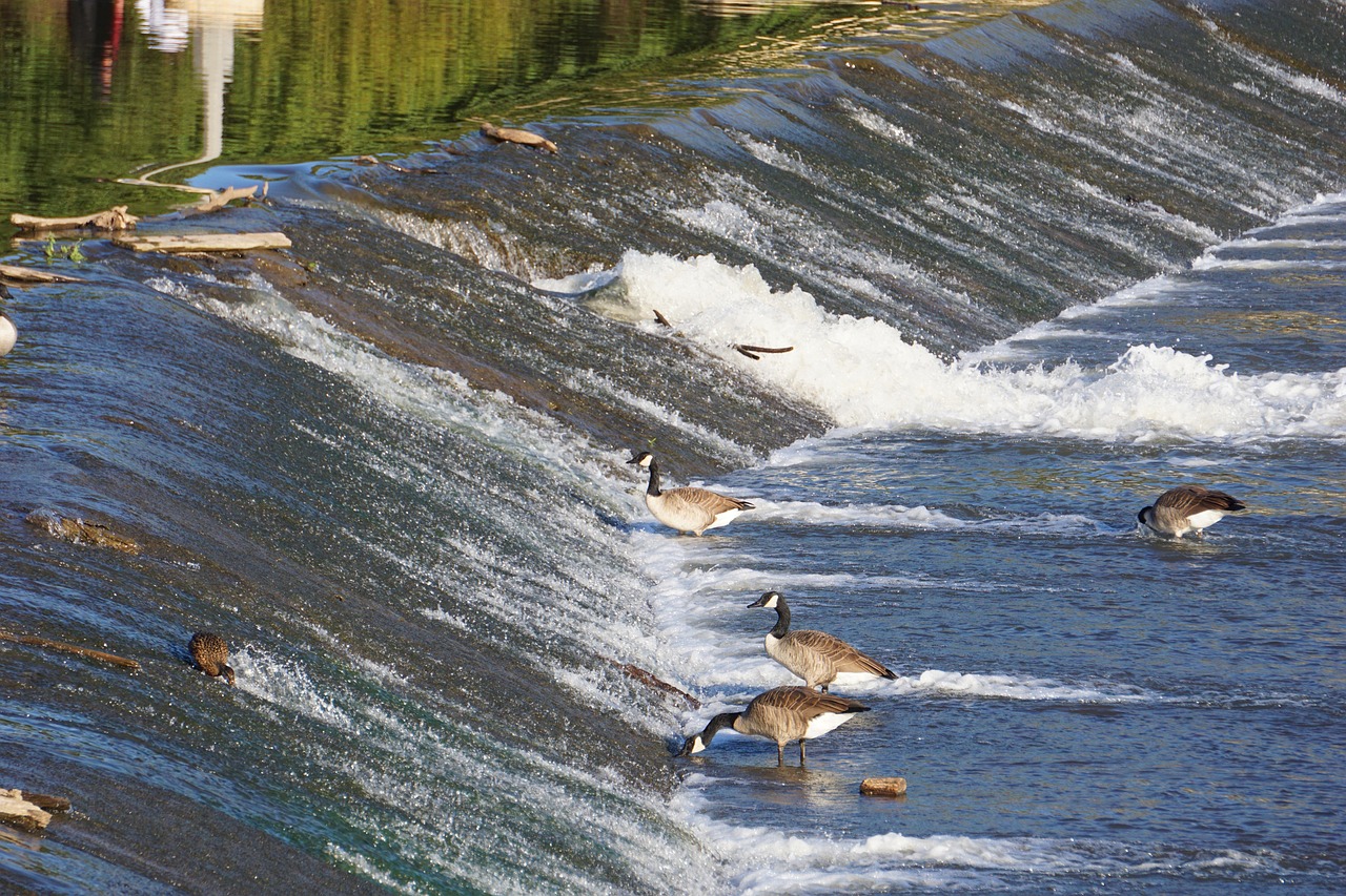 waterfall, nature, arkansas river, wichita, kansas, geese
