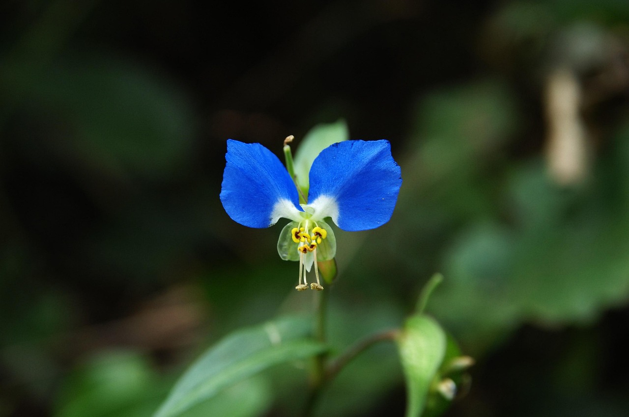 the month with, wildflower, purple, stamens, often delivered with, beautiful