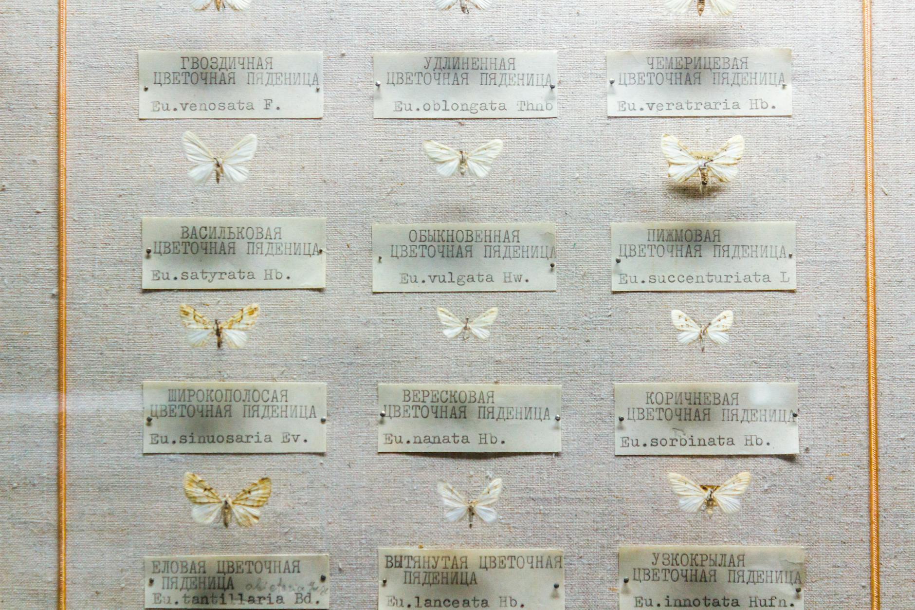 Preserved butterflies displayed with labels showcasing scientific and common names.
