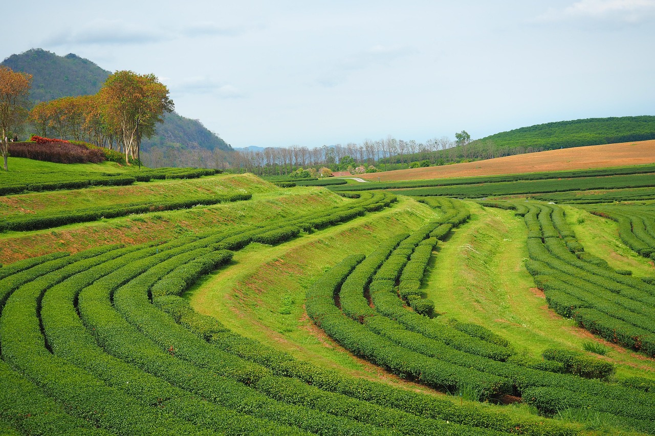 tea leave firm, chaing mai, thailand, green tea, chaing mai, chaing mai, chaing mai, chaing mai, chaing mai, green tea