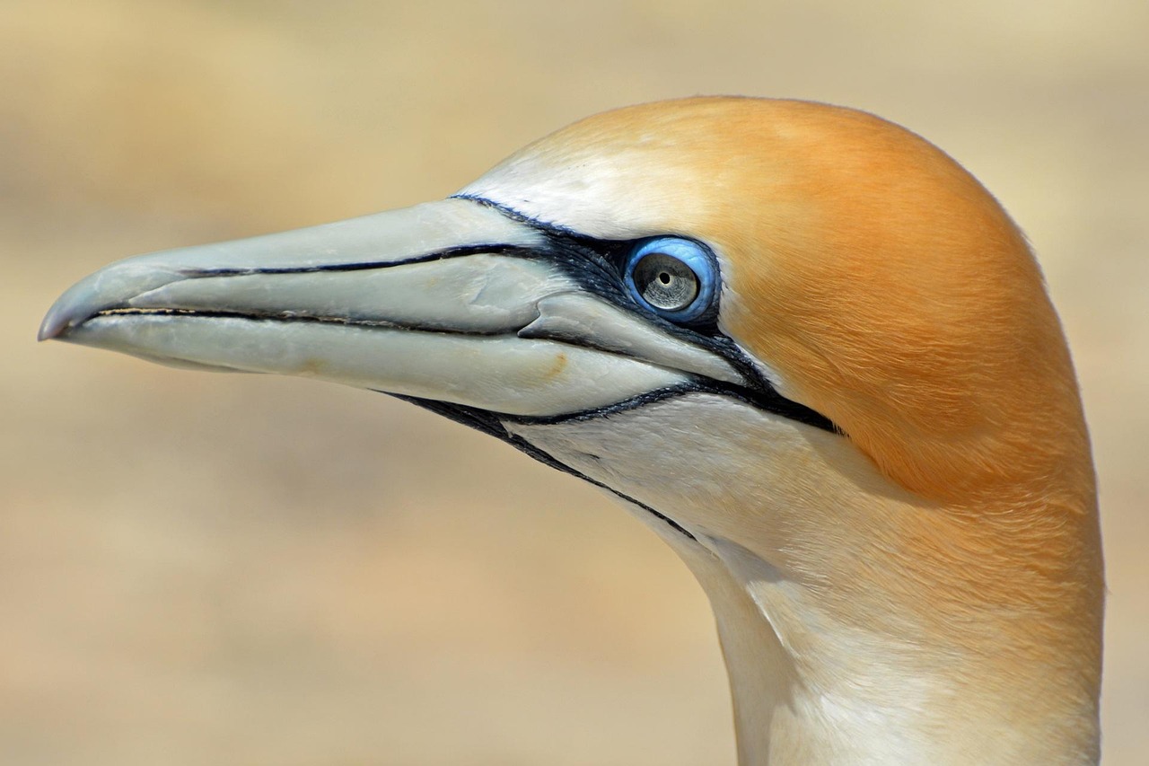 northern gannet, bird, animal, nature, close up, new zealand, proudly, golden, white, new zealand, new zealand, new zealand, new zealand, new zealand