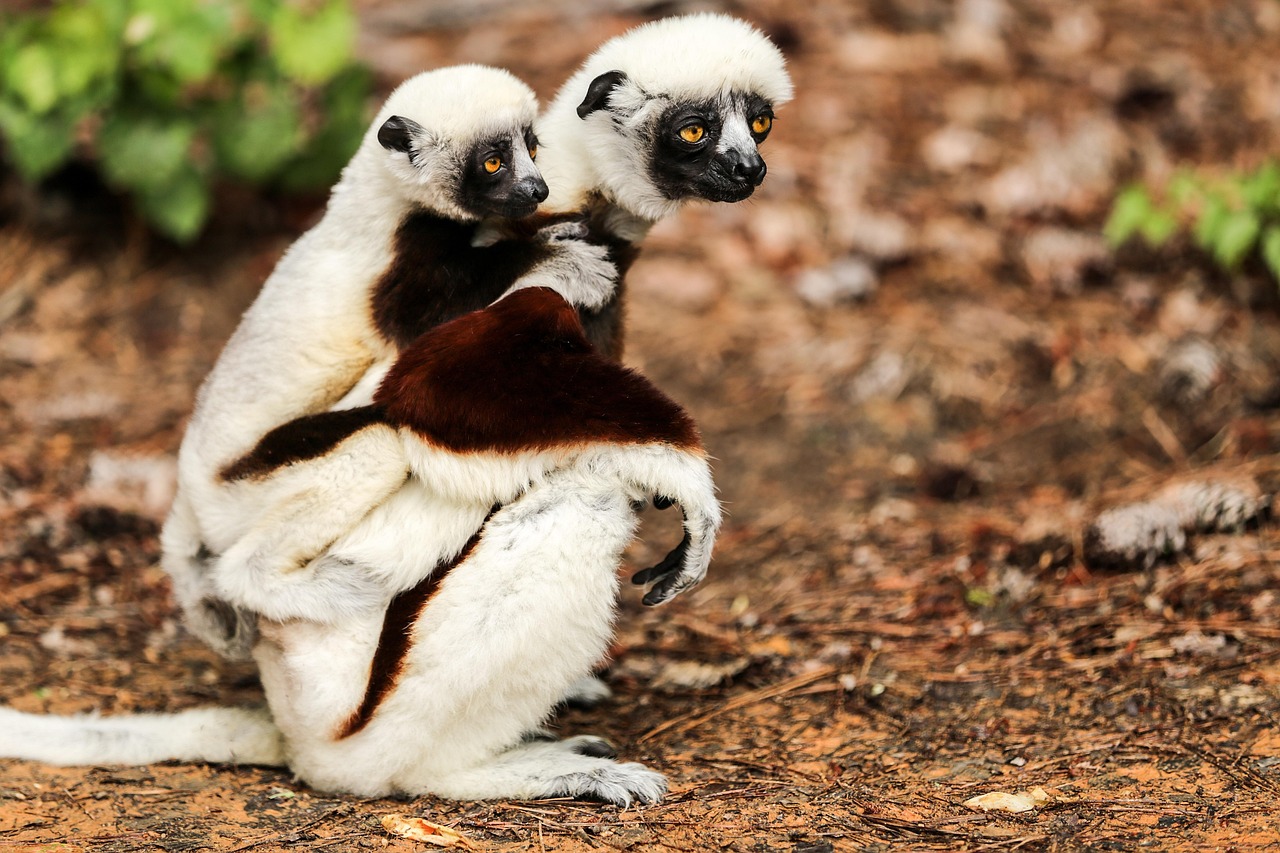 coquerel's sifaka, propithecus coquereli, sifaka, mother and baby, duke lemur center, durham nc, sifaka, sifaka, sifaka, sifaka, sifaka