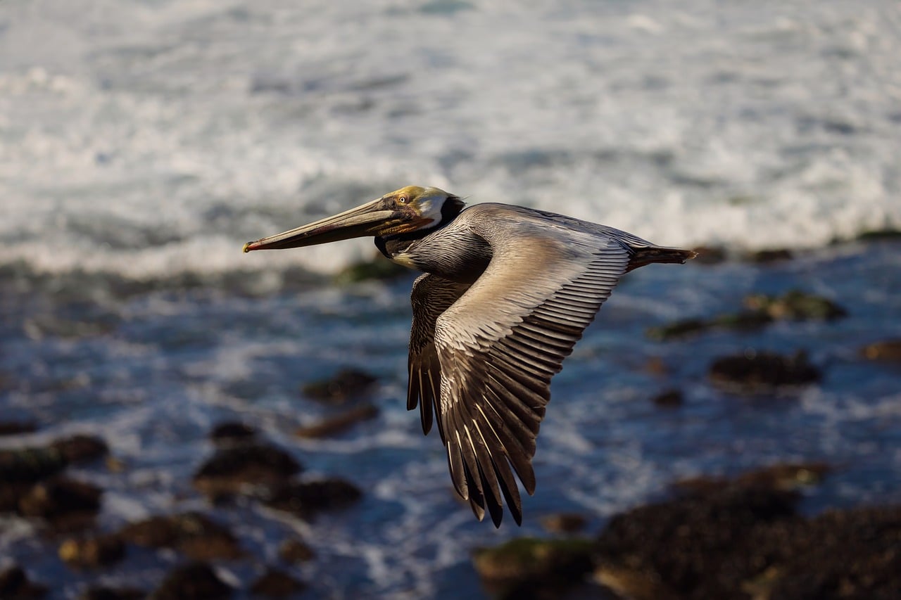 pelican, flight, flying, bird, california, ocean, san, diego, la, nature, jolla, cove