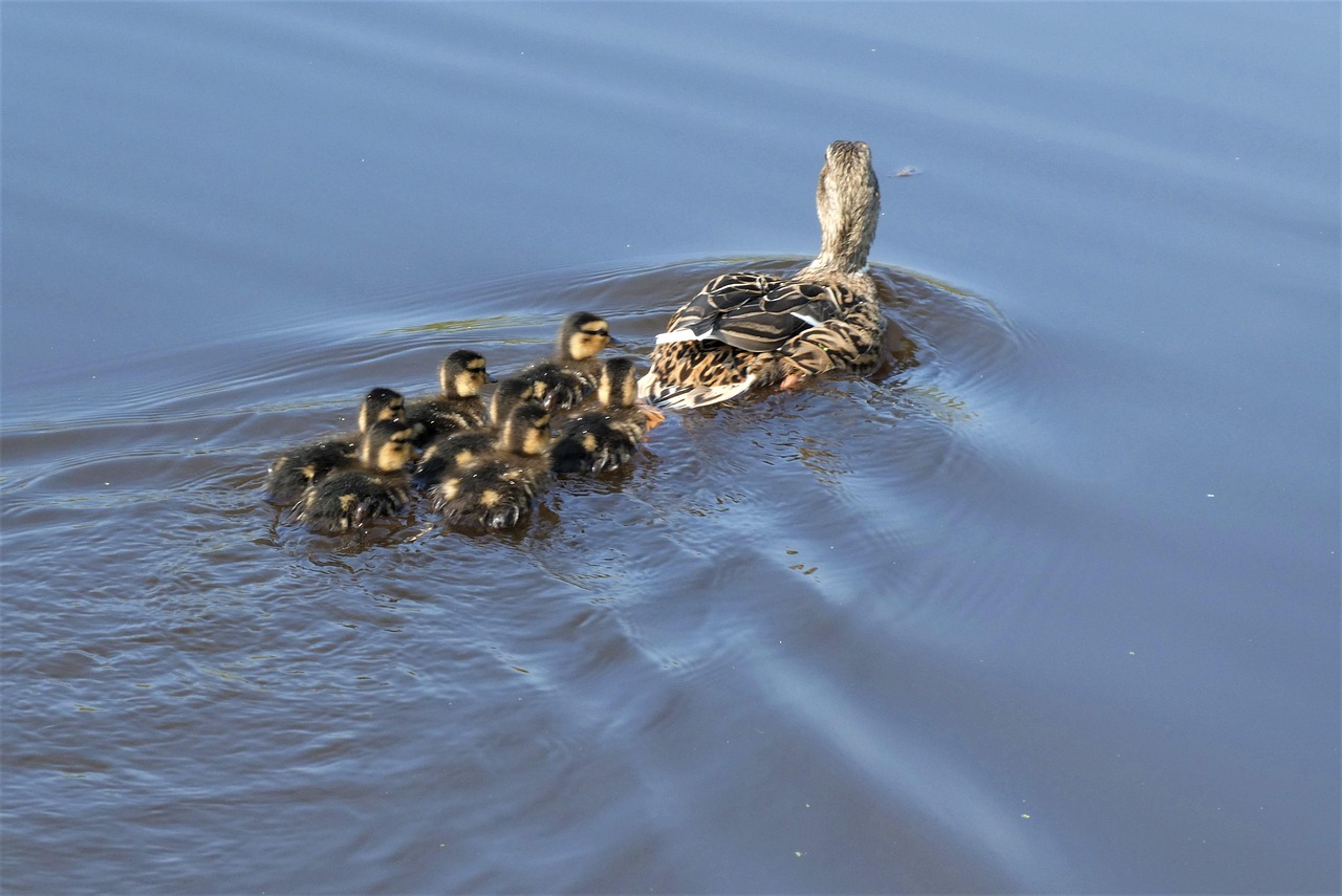 ducklings, chicks, cute, duck, jugs, water, nature, small, fluffy, birds, mother, family, swimming, the man explained that, animal world, waterfowl, ducklings, ducklings, ducklings, ducklings, ducklings, mother