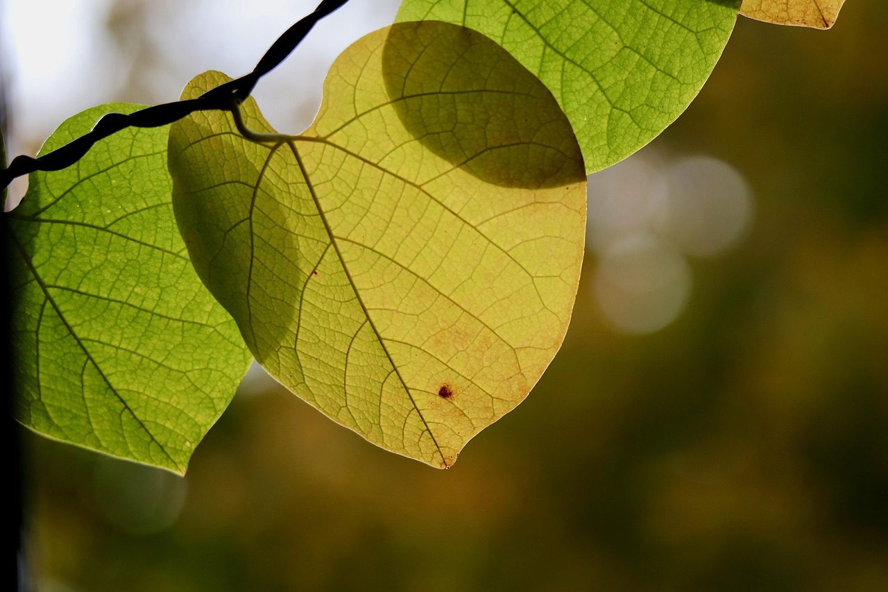 whistling wind, climber plant, rank plant, leaves, nature, leaf veins, leaf structure, discoloration, fall, autumn colors