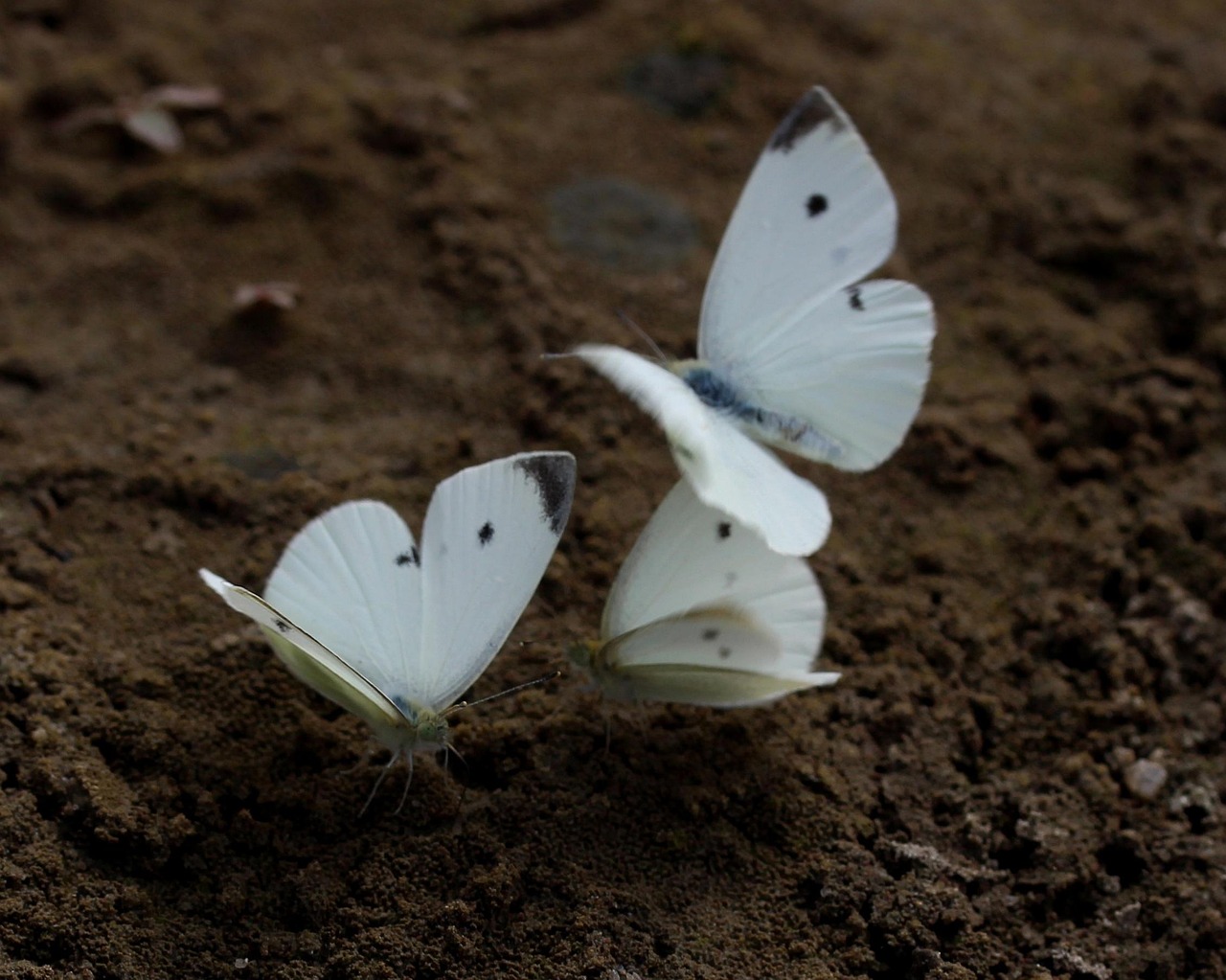 butterfly, white, roi, insect, sand, vane, flight