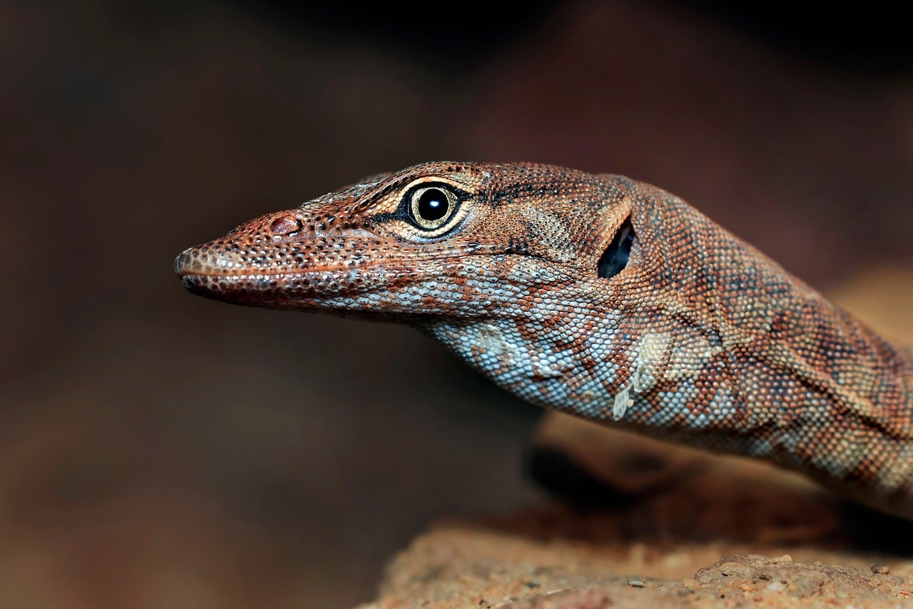 rock monitor, wildlife, animal, southern pilbara rock monitor, australia, monitor, monitor lizard, scales, zoo, nature, lizard, varanus, reptile, eye, lizard eye, macro lizard