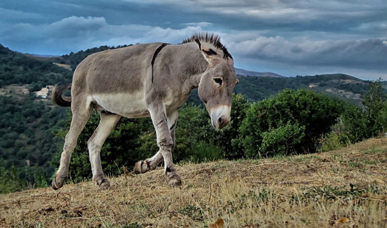 animals, farm, animal, firm nature, donkey, nature, field, agriculture, donkey, donkey, donkey, donkey, donkey
