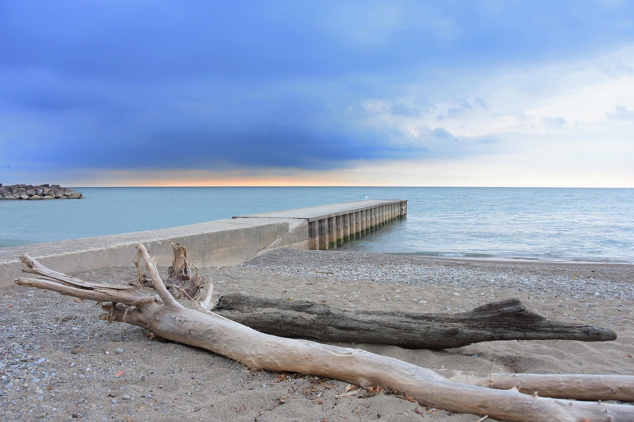 toronto, beach, nature, driftwood
