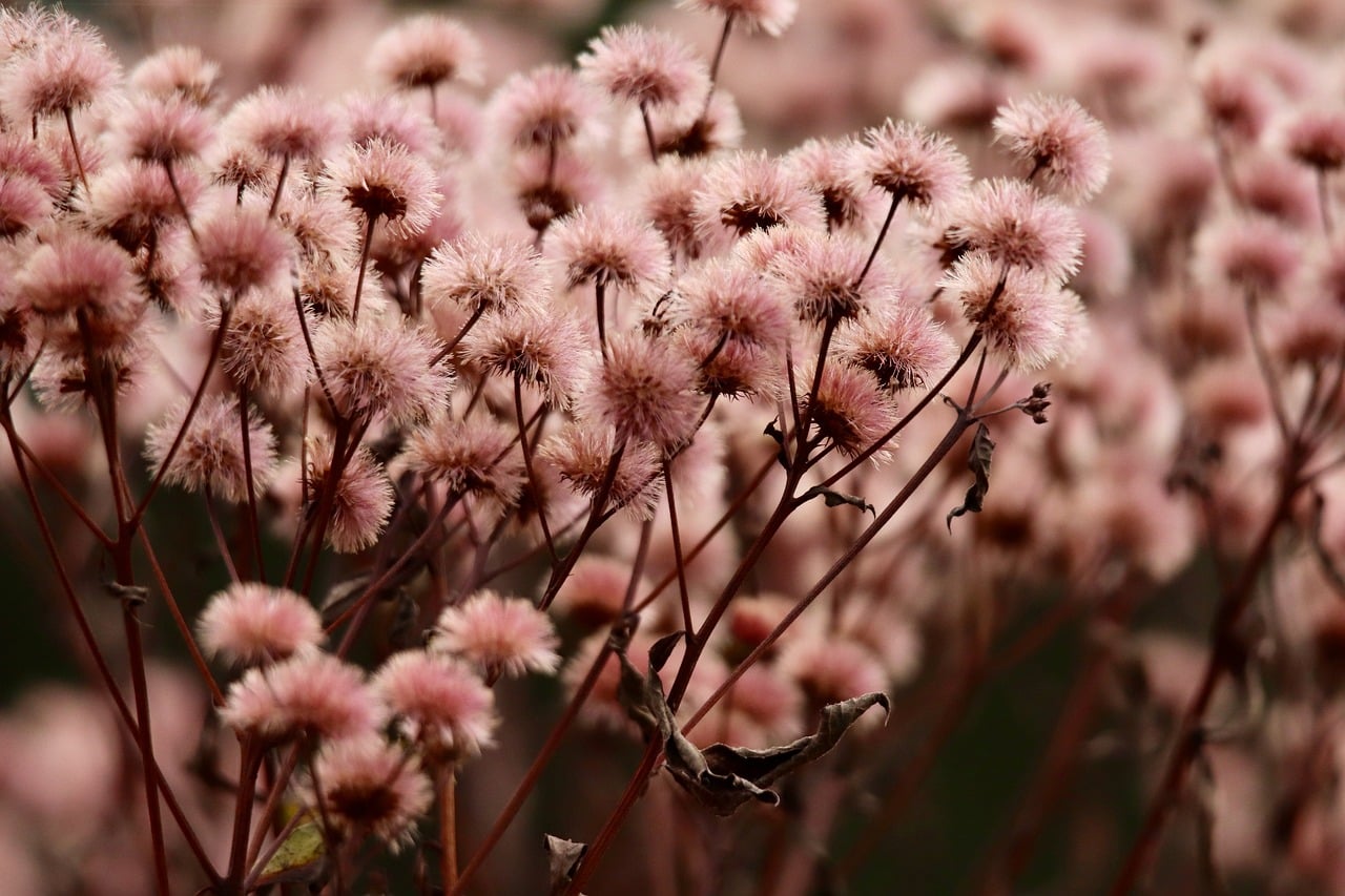 dried flowers, autumn, nature, autumn decoration, texture, romance, pastel color, decoration, nostalgia, fragility, brown, blurred background, light pink, natural beauty, aesthetics, dried flower culture