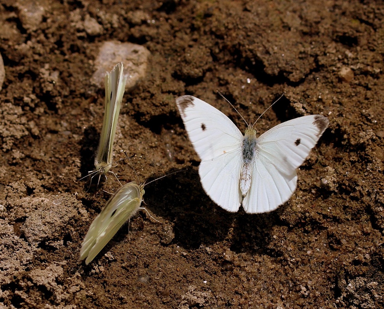 butterfly, white, roi, insect, sand, vane, flight
