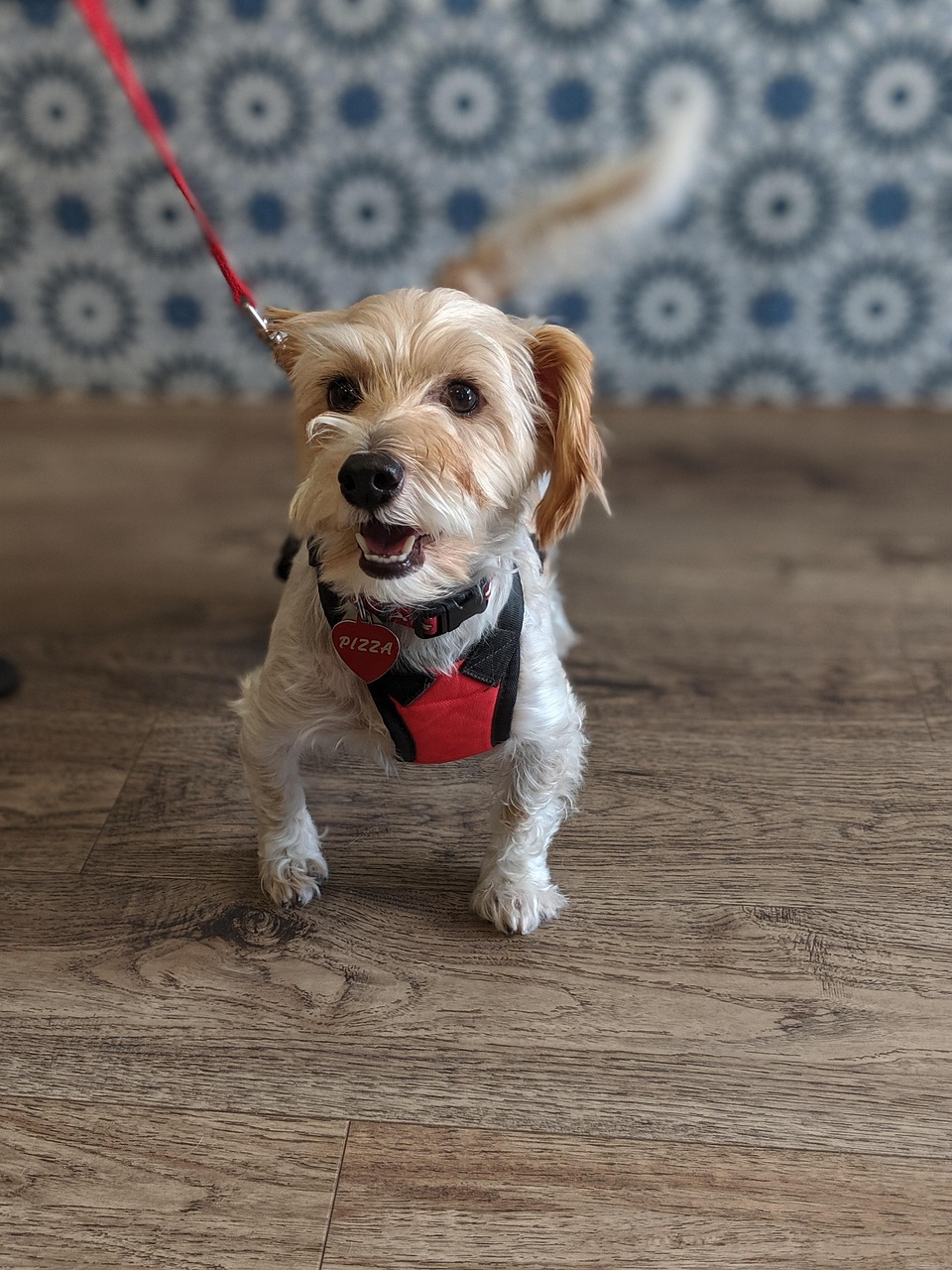 Veterinary clinic reception desk with phone