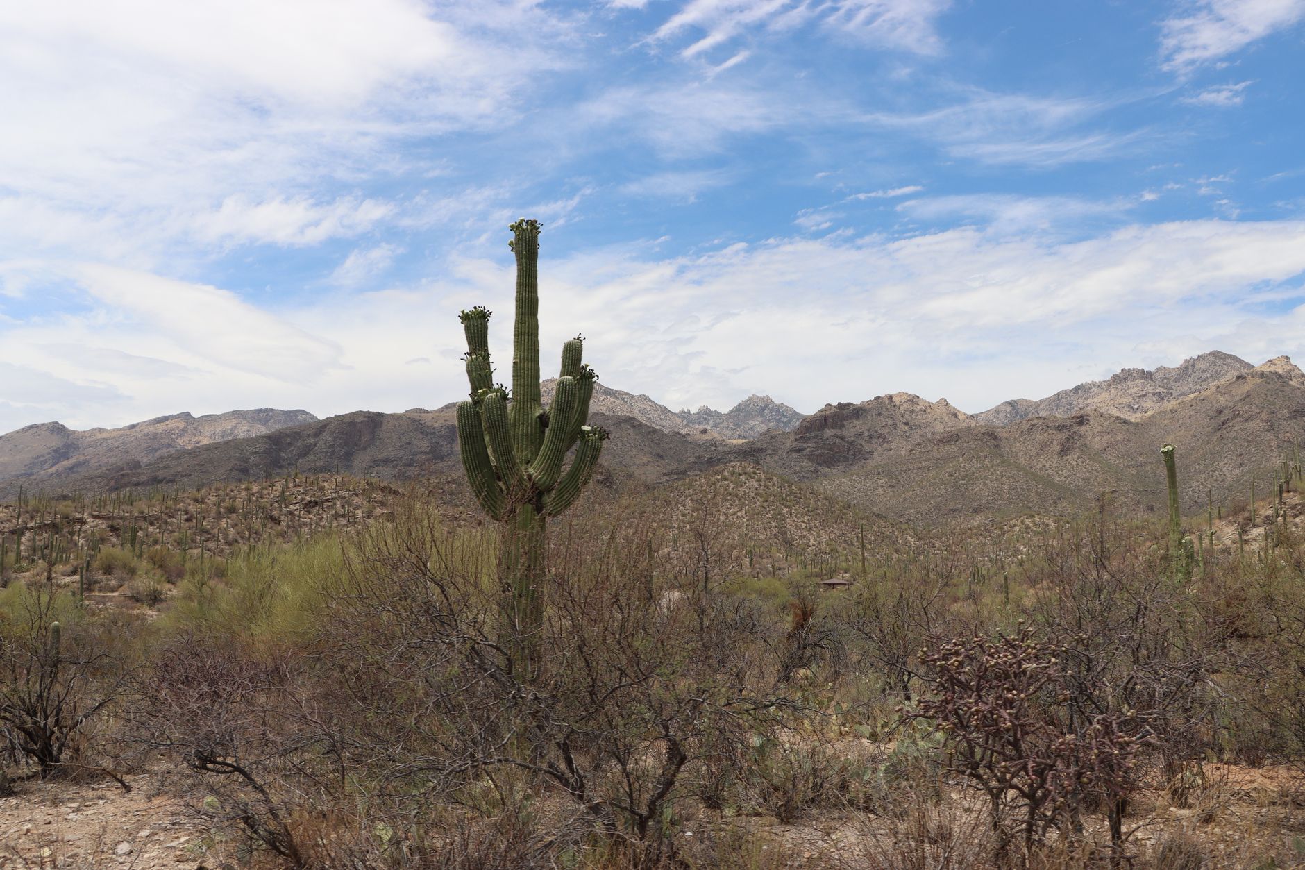 Tucson cityscape with desert mountains in background