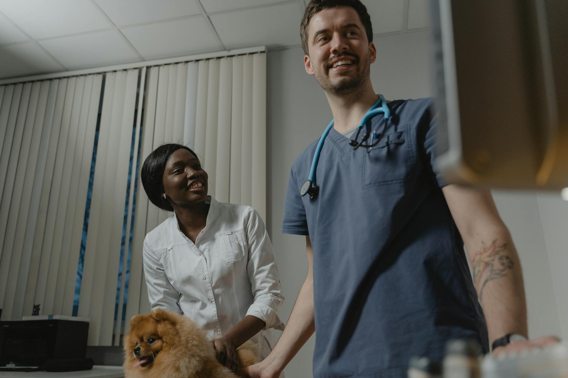Veterinarian examining dog in clinic