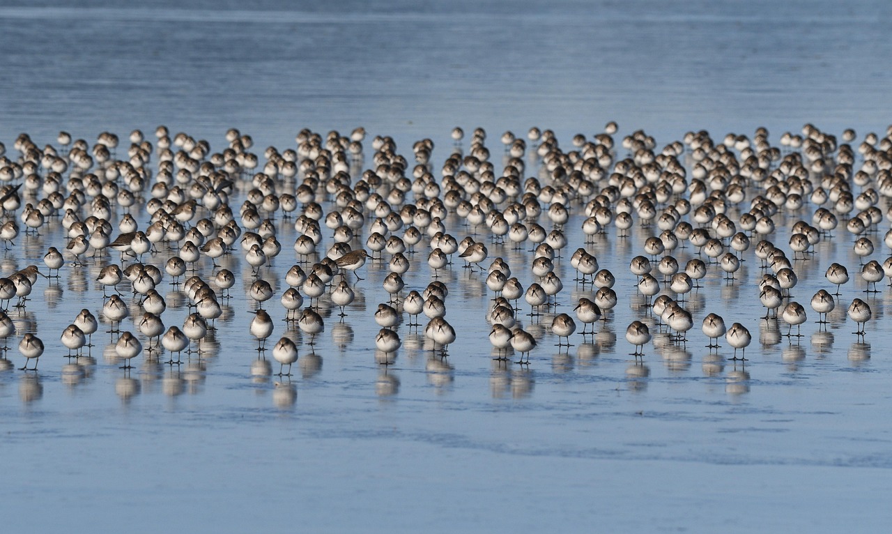 sandpipers, flock, wings, water, birds, nature, wildlife, birdwatching, birding, animals, outdoor, avian, skagit valley, washington, sandpipers, sandpipers, sandpipers, flock, flock, flock, water, birds, birds, birds, birds, birds, nature, nature, animals, washington