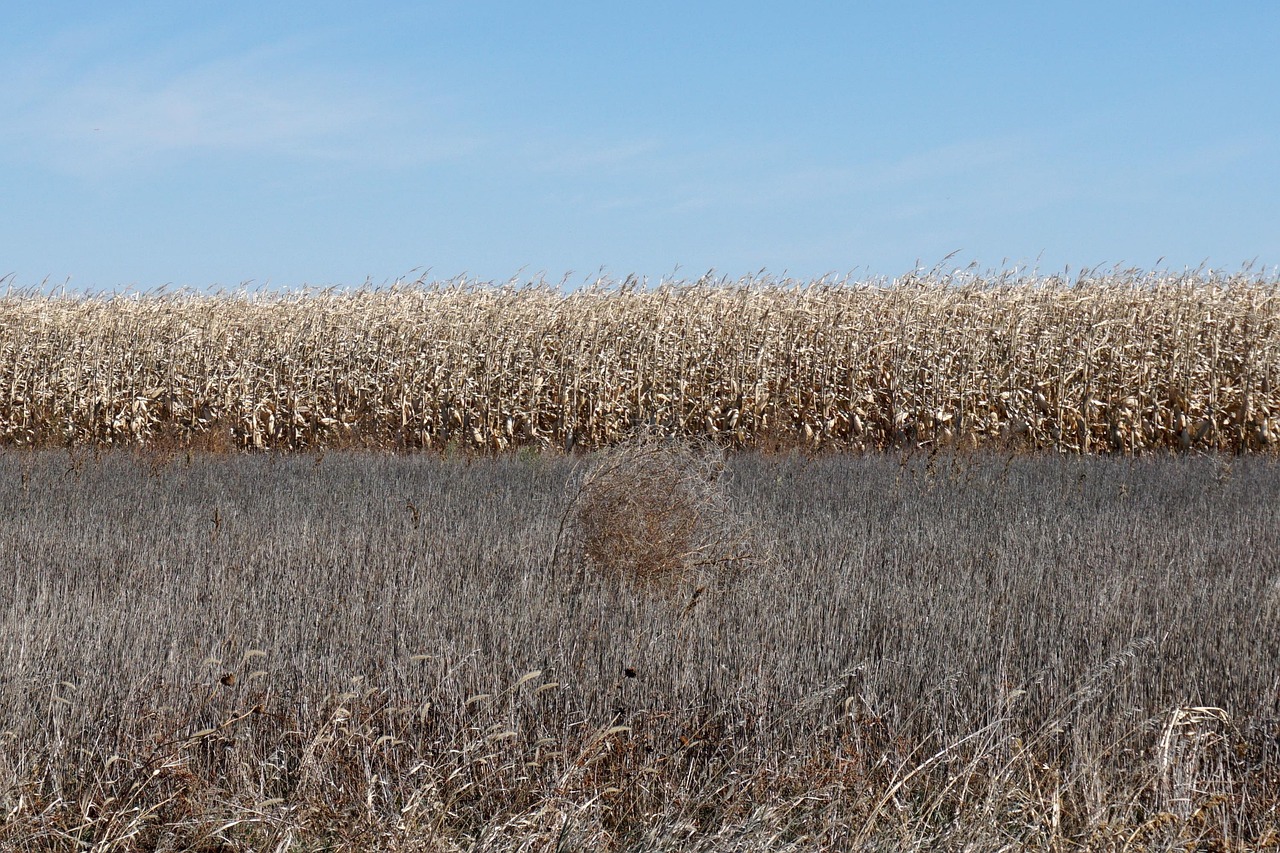 usa, nebraska, midwest, america, agriculture, field, tumbleweed, tumbleweed, tumbleweed, tumbleweed, tumbleweed, tumbleweed