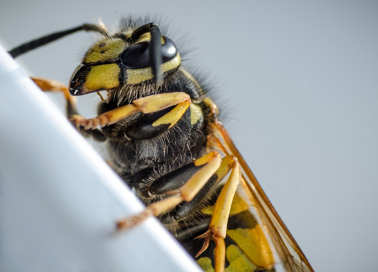 wasp, macro, insect, animal, nature, close up