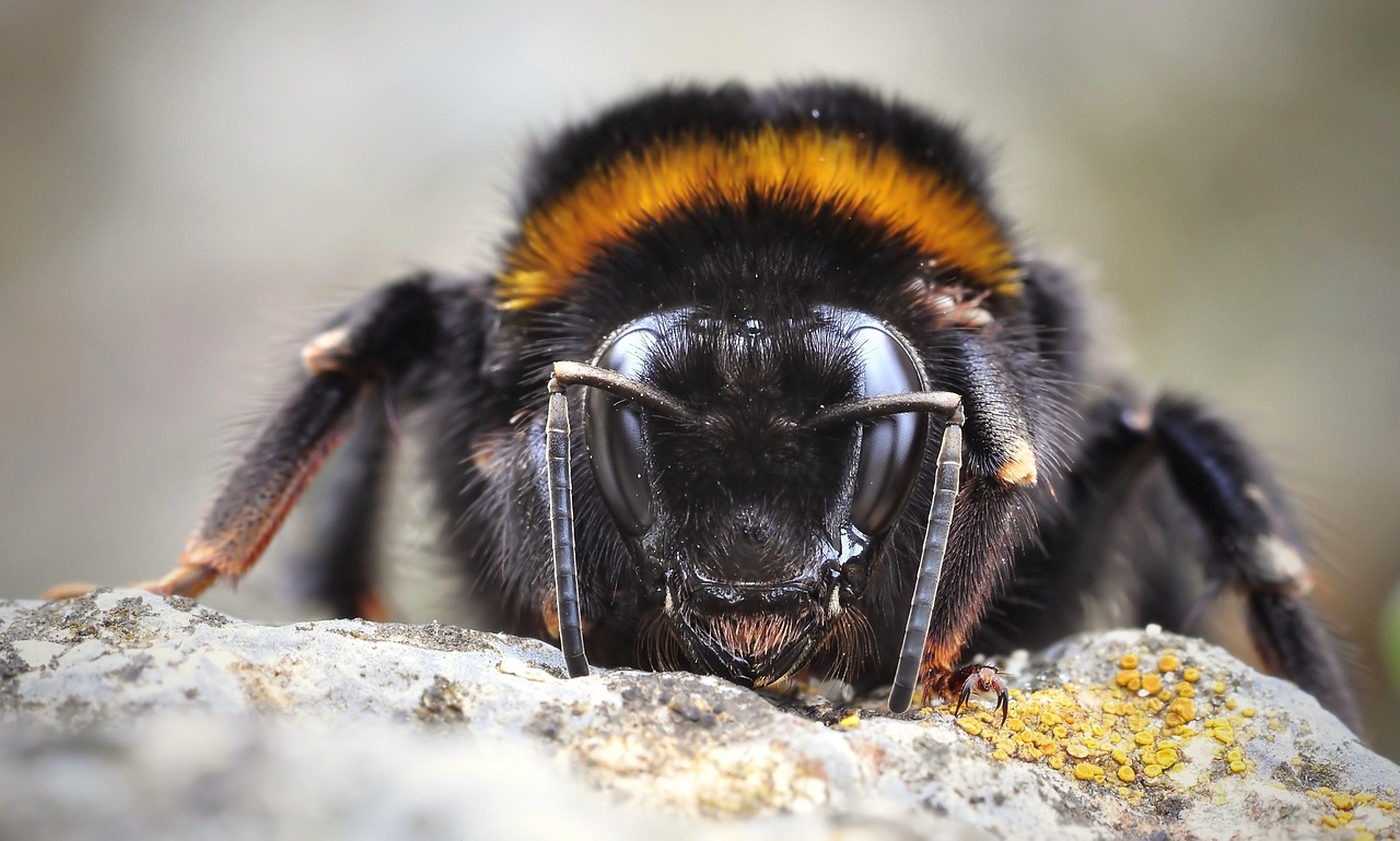 bumblebee, insect, macro, close up, bumblebee, bumblebee, bumblebee, bumblebee, bumblebee