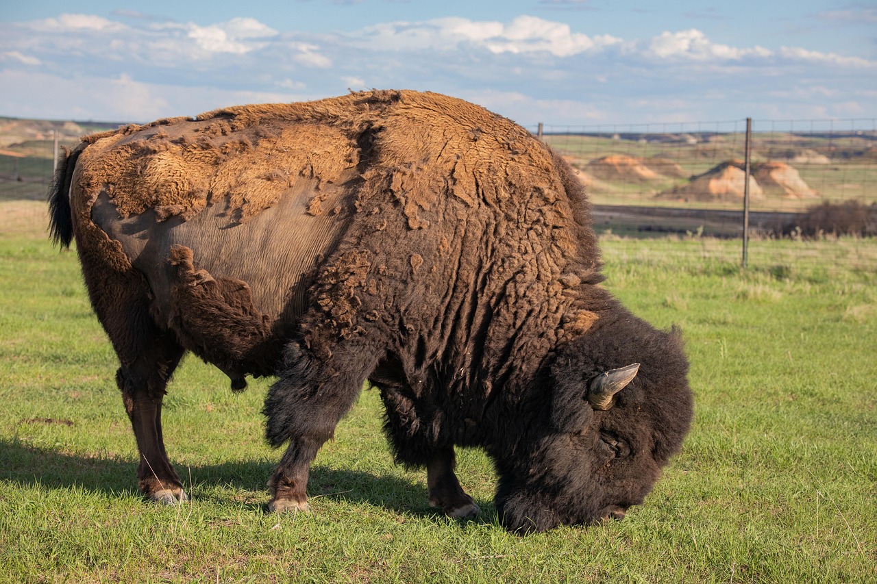 buffalo, bison, north dakota, badlands, america, wildlife, animal, nature, bison, bison, bison, bison, bison, north dakota, north dakota