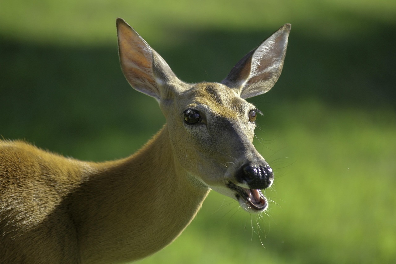 deer, west virginia, doe, west virginia, west virginia, west virginia, west virginia, west virginia