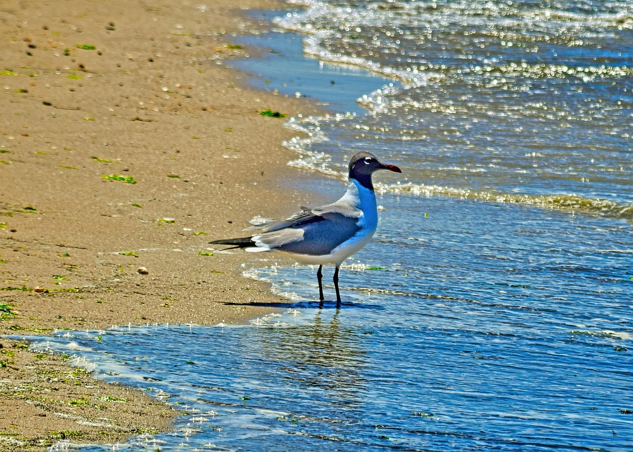 seagull, bird, tide, beach, ocean, sand, cape henlopen, nature, delaware usa