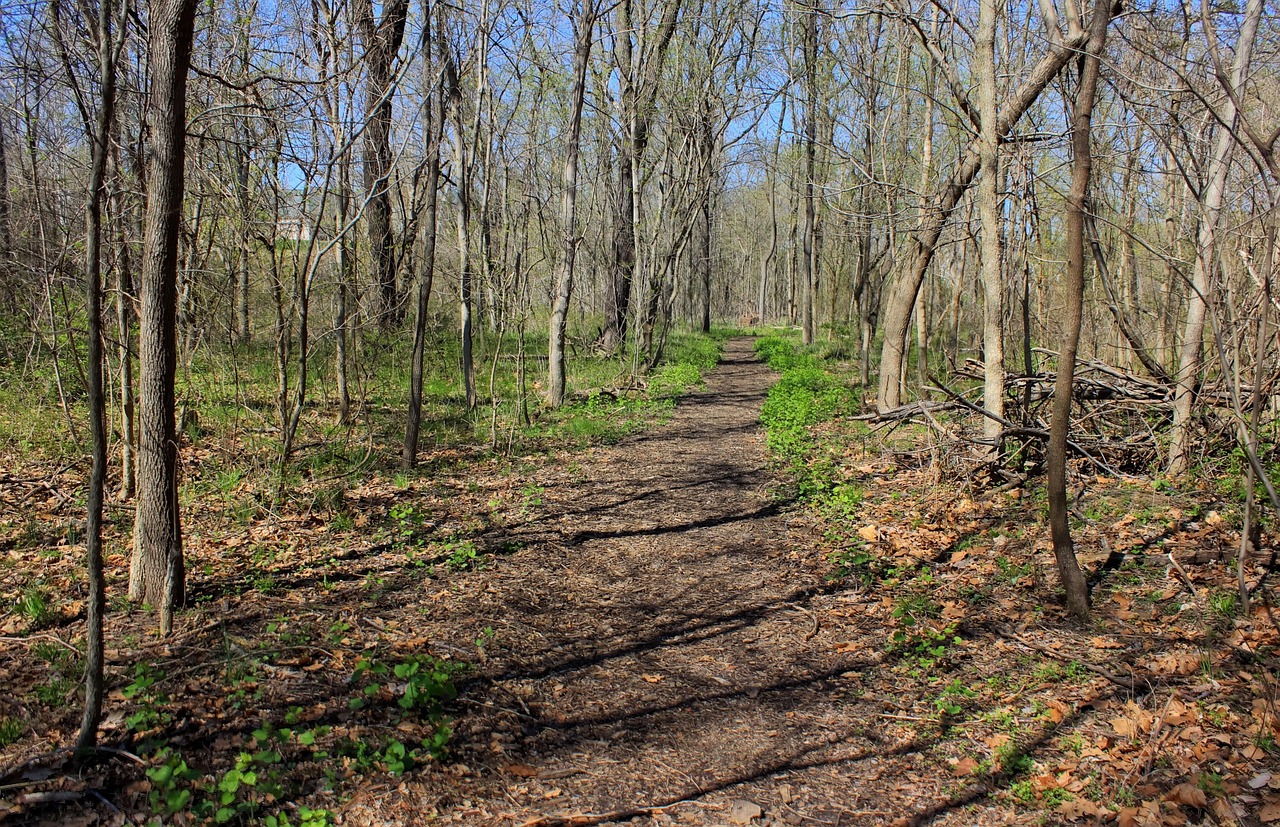 missouri, st louis, nature, usa, forest, park, trail