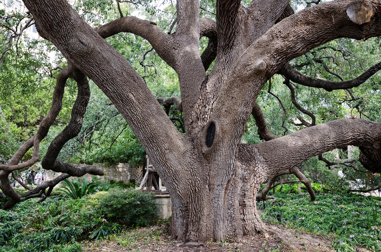 usa, america, tree, garden, san antonio, away, nature, alamo, mission station, mission, texas