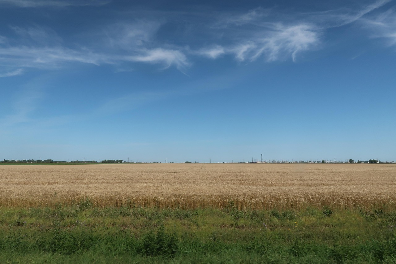 wheat, field, rural, farm, cropland, farmland, plains, agriculture, countryside, north dakota, usa, north dakota, north dakota, north dakota, north dakota, north dakota
