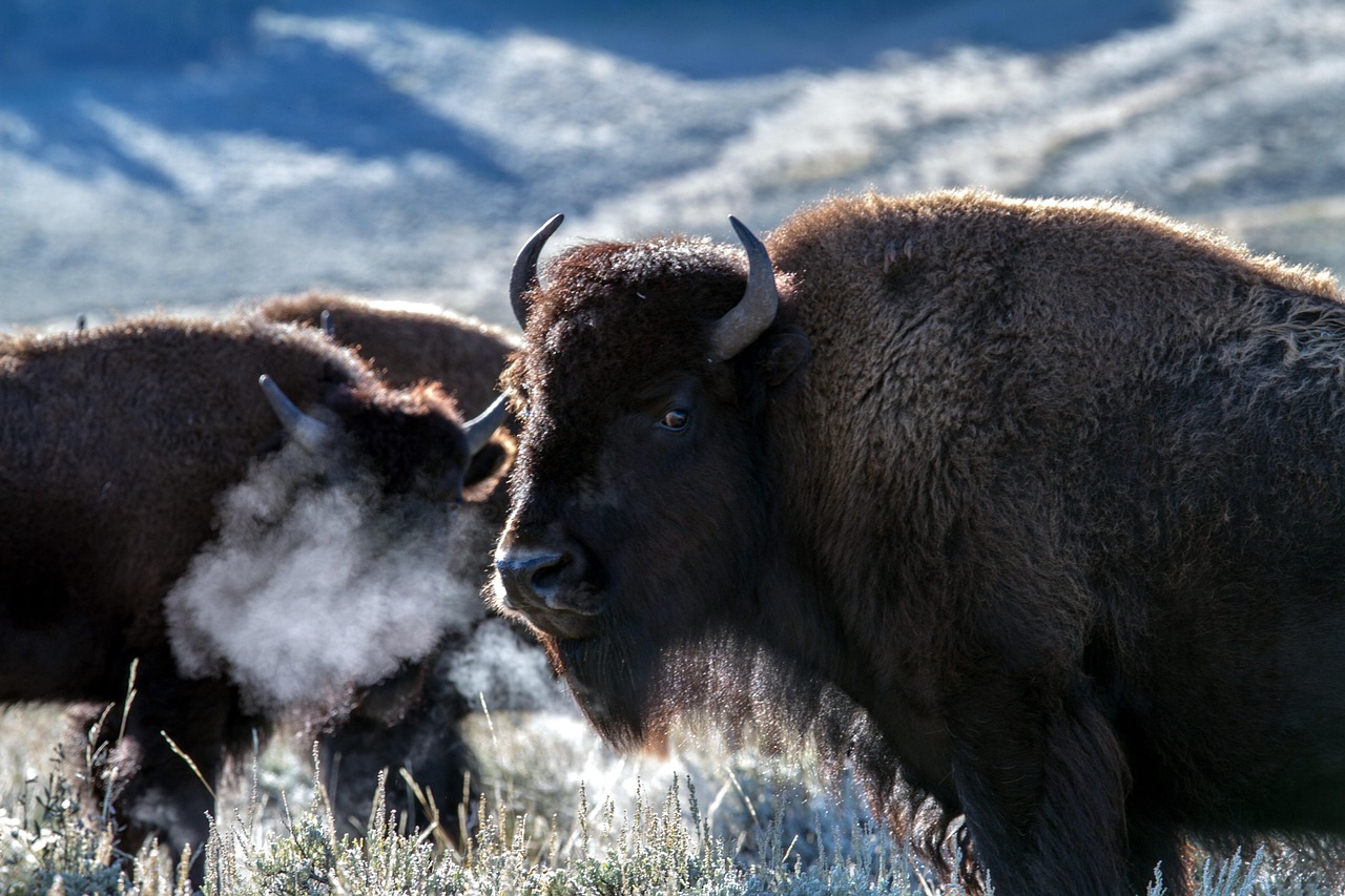 yellowstone national park, wyoming, usa, bison, american bison, buffalo, bison, bison, bison, bison, bison, buffalo, buffalo, buffalo