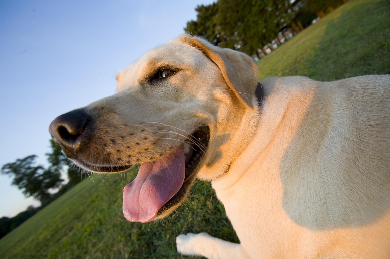 family, pet, dog, animal, yellow lab, labrador retriever, wide angle