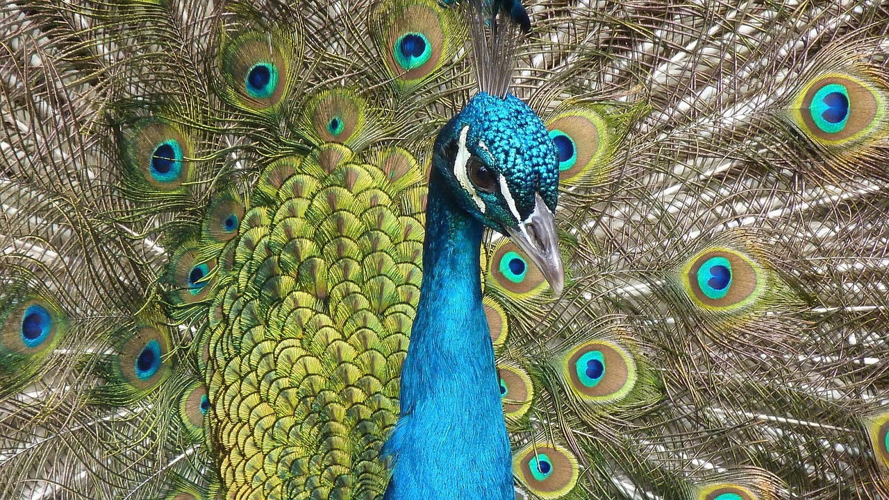 peacock, bird, animal, nature, plumage, peafowl, indian peafowl, common peafowl, blue peafowl, wildlife, portrait