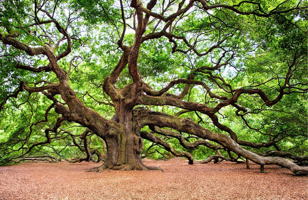 oak tree, tree, huge, old, charleston, nature, branches, green nature, green tree, green natural, green old, oak tree, oak tree, tree, tree, tree, tree, tree