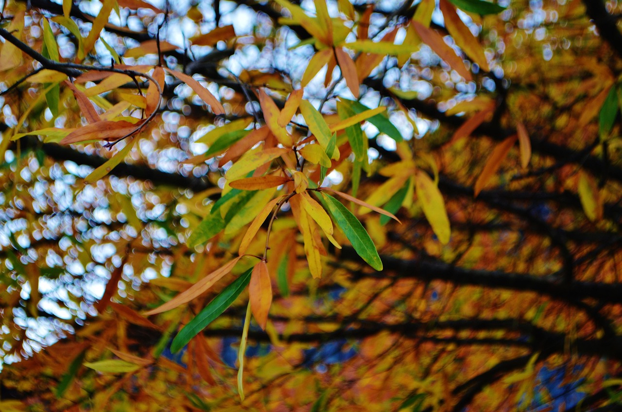 urban, city, greenville, sc, usa, street, fall, colors, autumn, nature, leaves, trees, foliage, outdoor