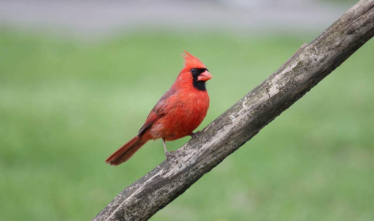 bird, northern cardinal, cardinal, nature, wildlife, animal, avian, redbird, indianapolis