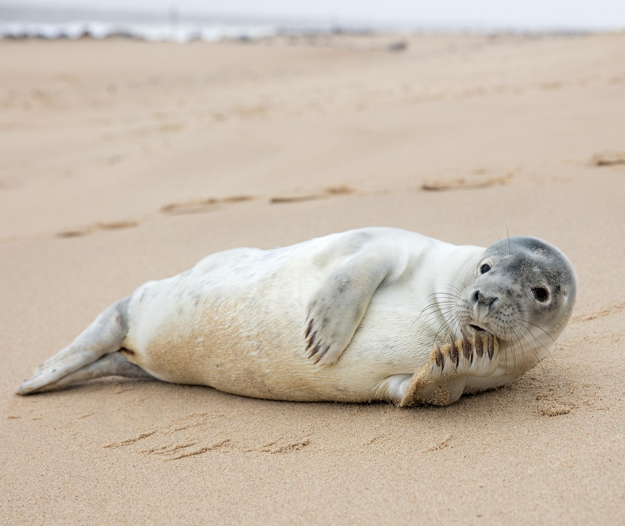 pose, seal, norfolk, norfolk, norfolk, norfolk, norfolk, norfolk