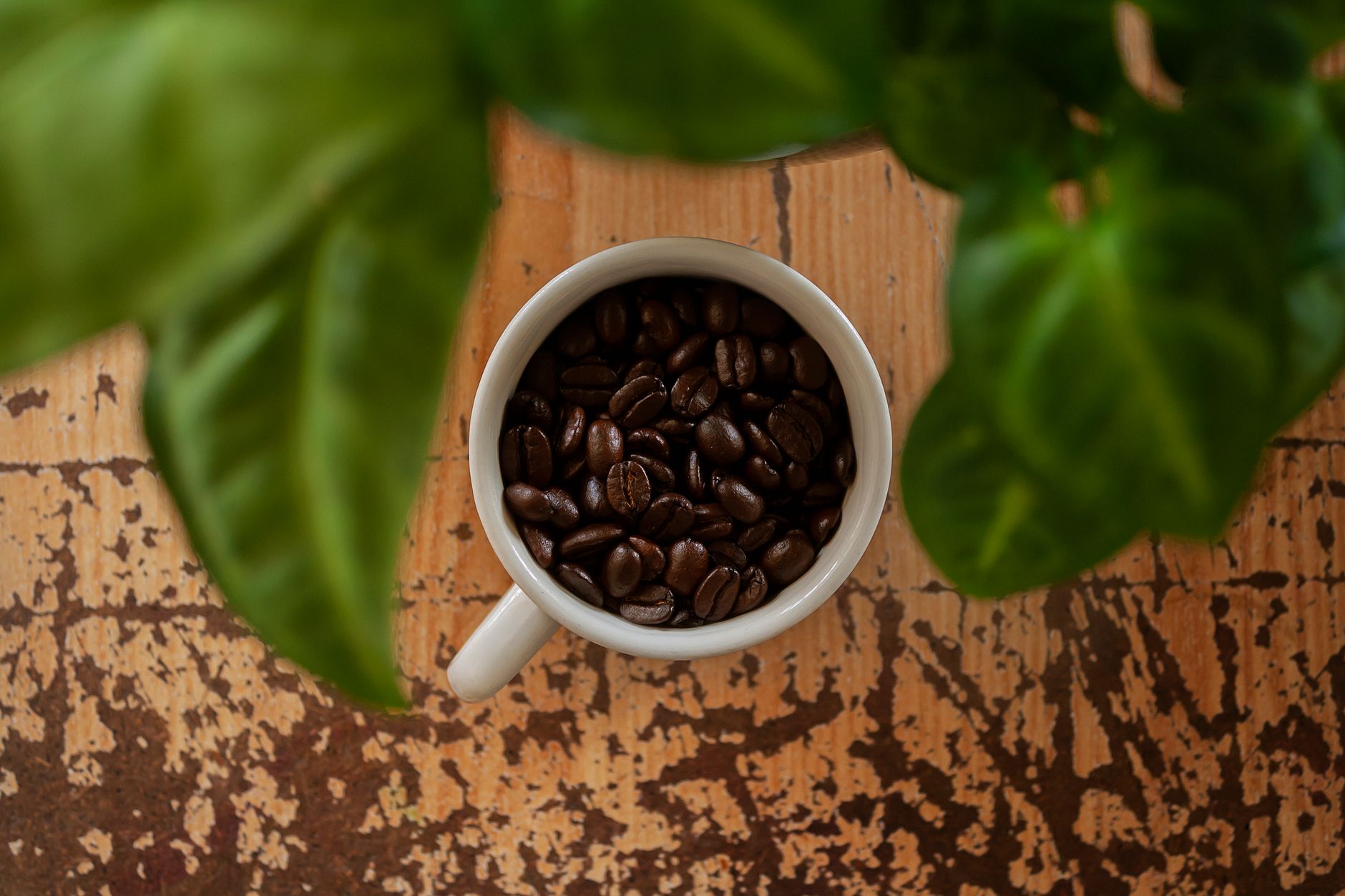 Aerial view of coffee beans in a mug surrounded by lush green leaves, offering a rustic aesthetic.