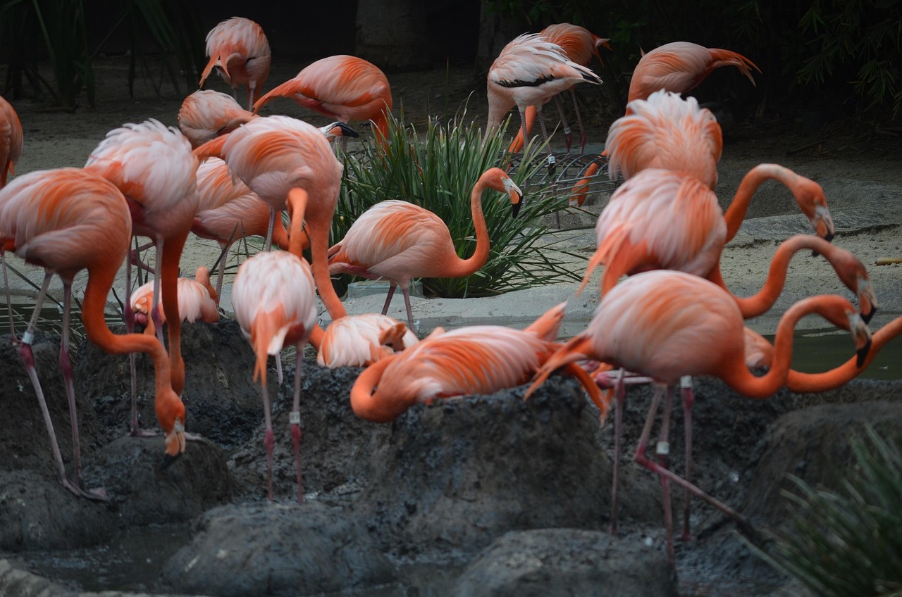 san diego zoo, flamingos, flamingoes, zoo, exotic, pink, san, diego, america, flamingoes, flamingoes, flamingoes, flamingoes, flamingoes