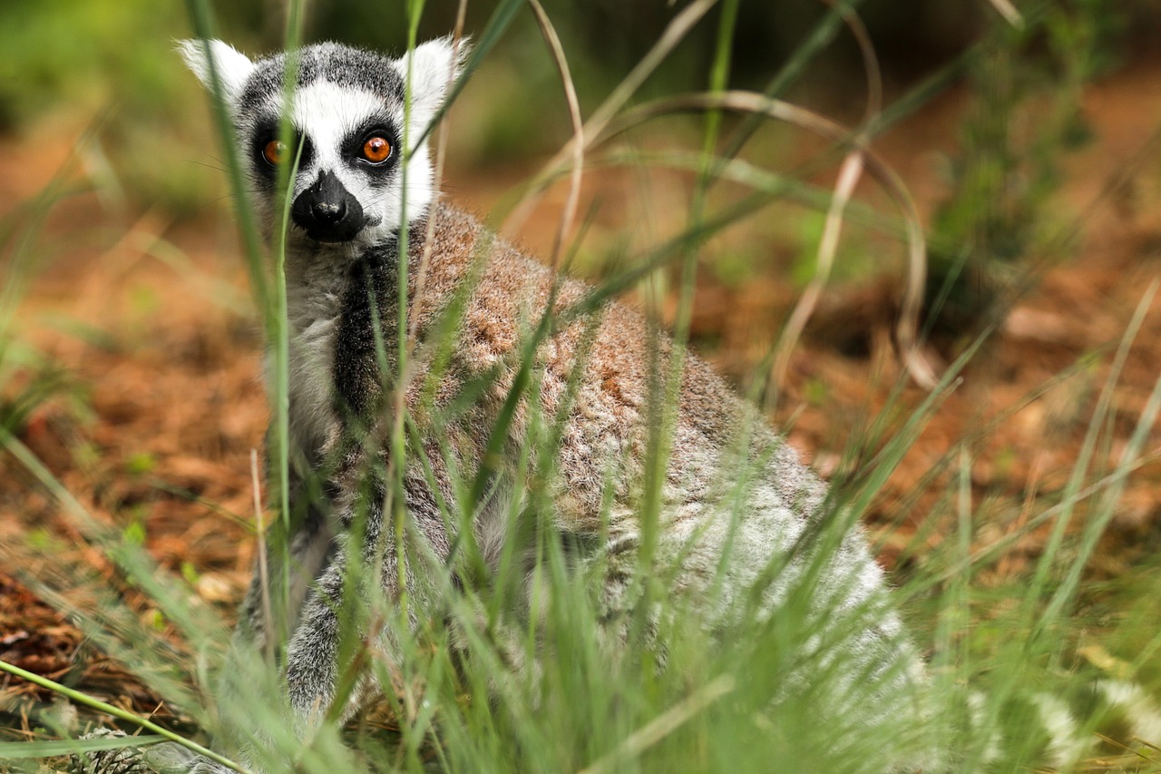 ring-tailed lemur, lemur catta, duke lemur center, durham nc