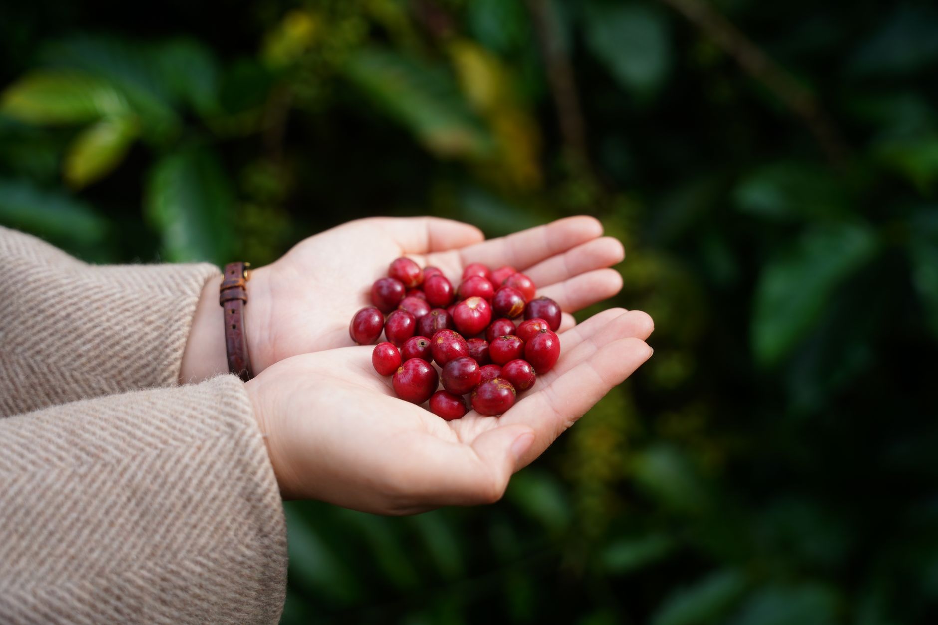 Close-up of hands holding ripe red coffee cherries with green foliage in the background.
