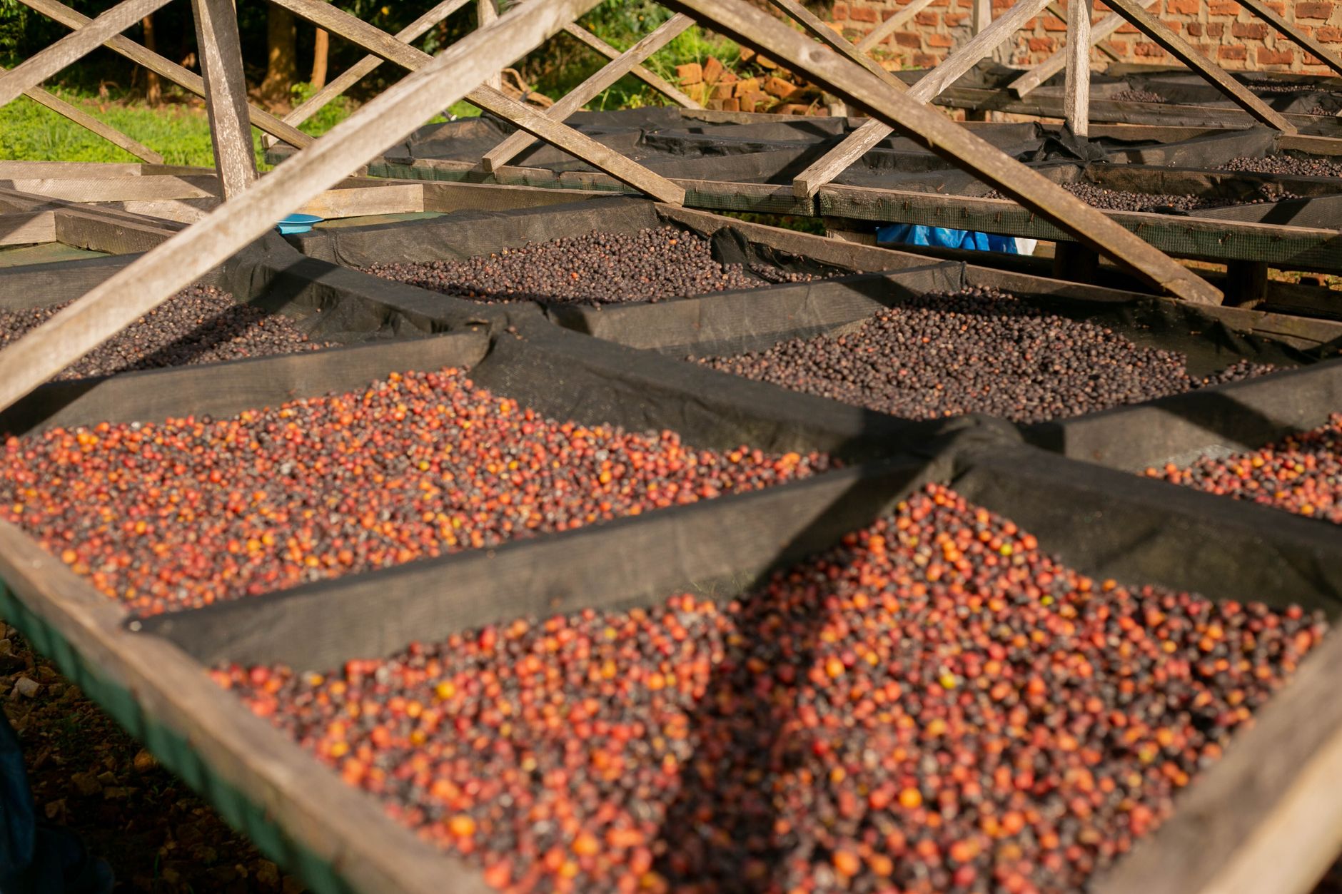 Ripe coffee cherries drying on raised racks under sunlight, showcasing traditional coffee processing.