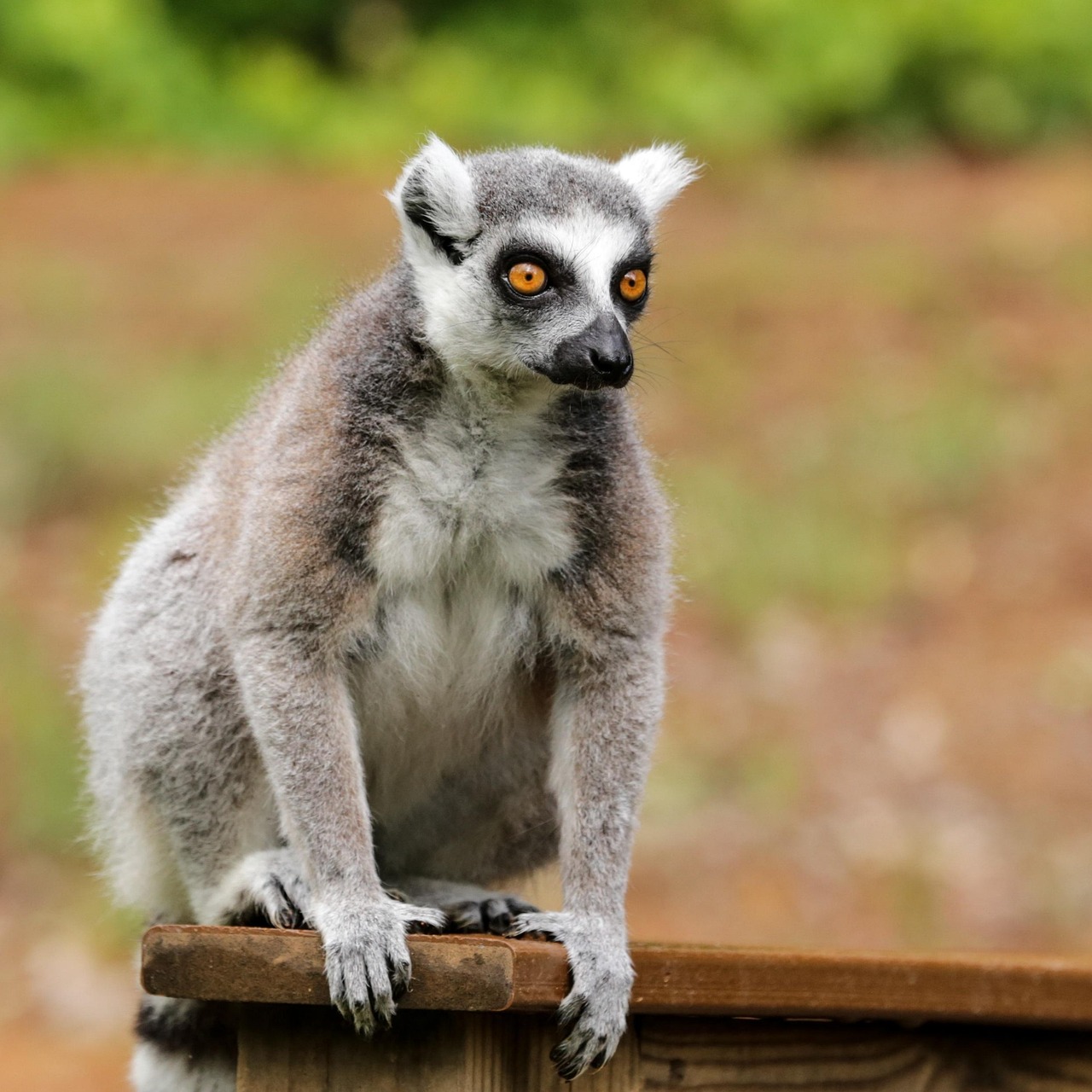 ring-tailed lemur, lemur catta, duke lemur center, durham nc